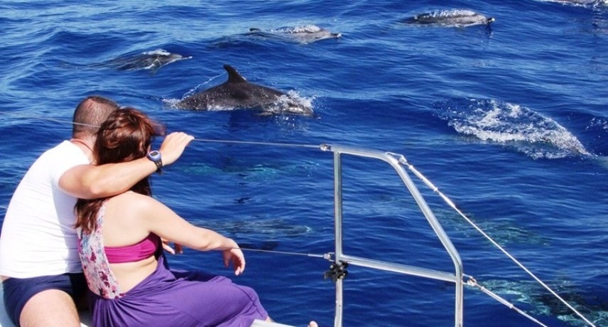 Dolphin & Whale Watching in Madeira Island